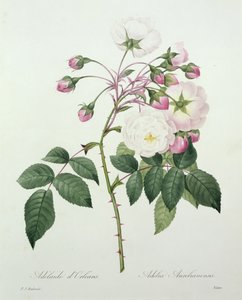 Victorin kaivertama Adelia aurelianensis kirjasta "Kauneimpien kukkien valinta", 1827